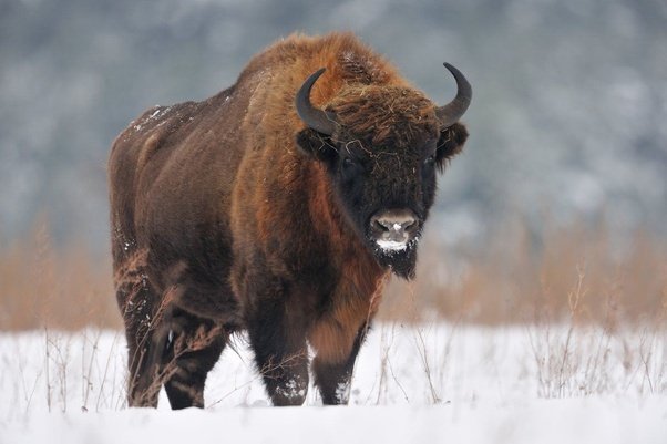 The Majestic Bison: Poland’S National Animal